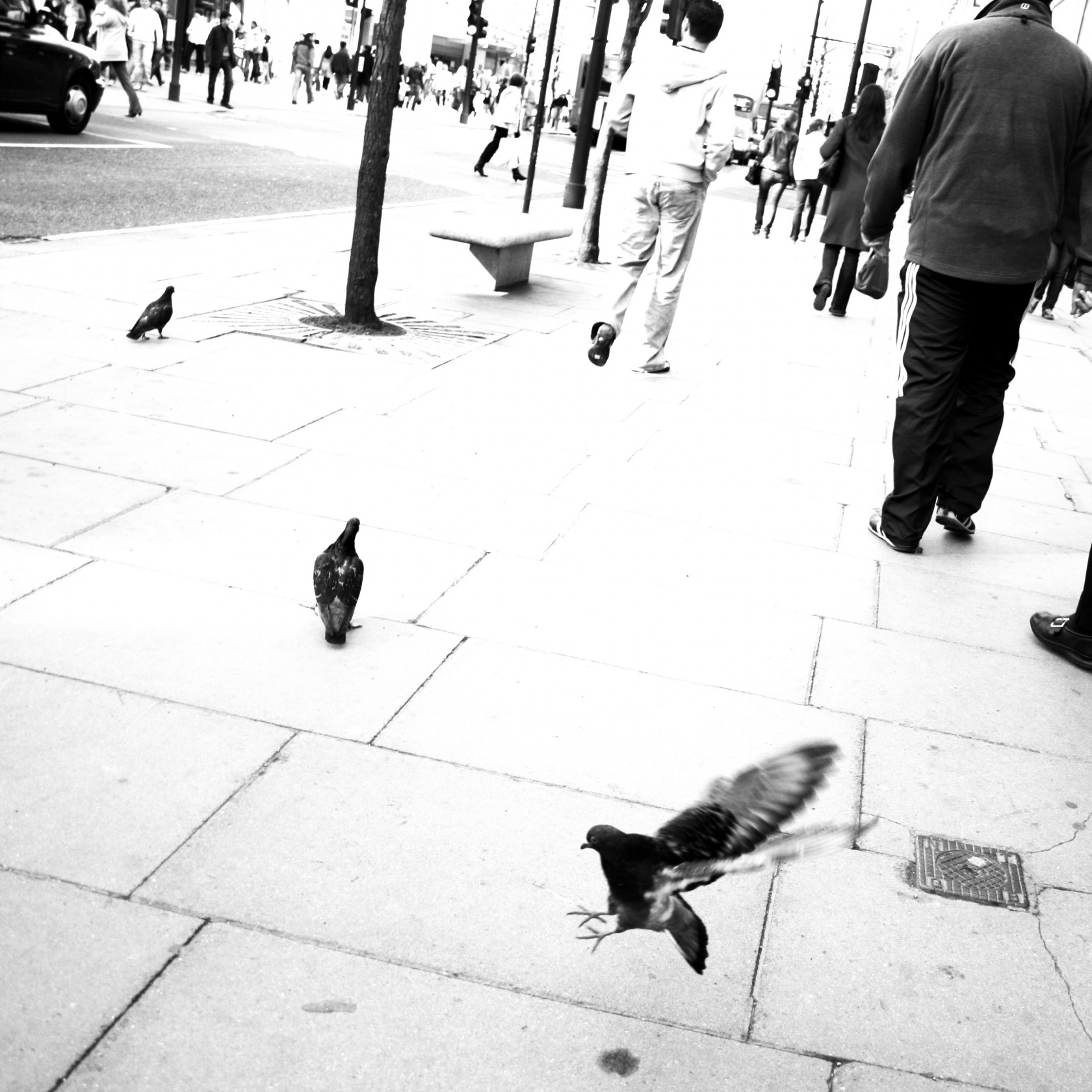 Nächstes Foto: People of London - pigeon